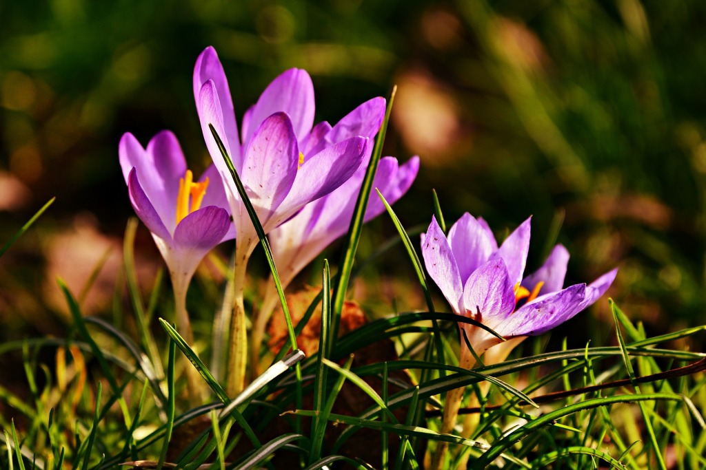 This image has an empty alt attribute; its file name is crocus-4056082_1920-1.jpg